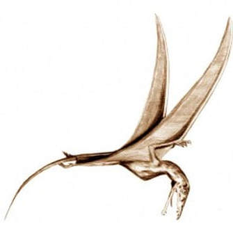 Phylogeny of pterosaurs - Wikipedia